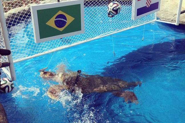 Черепаха пророчит победу Бразилии в матче против хорватов