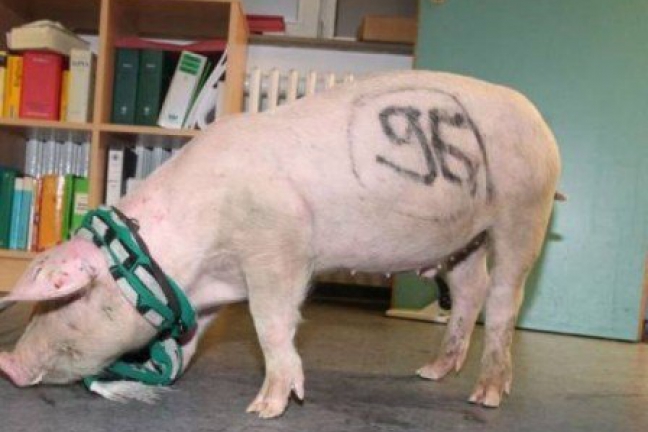 Немецкая полиция задержала свинью в шарфе ФК 
